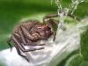Xysticus_sl sp.